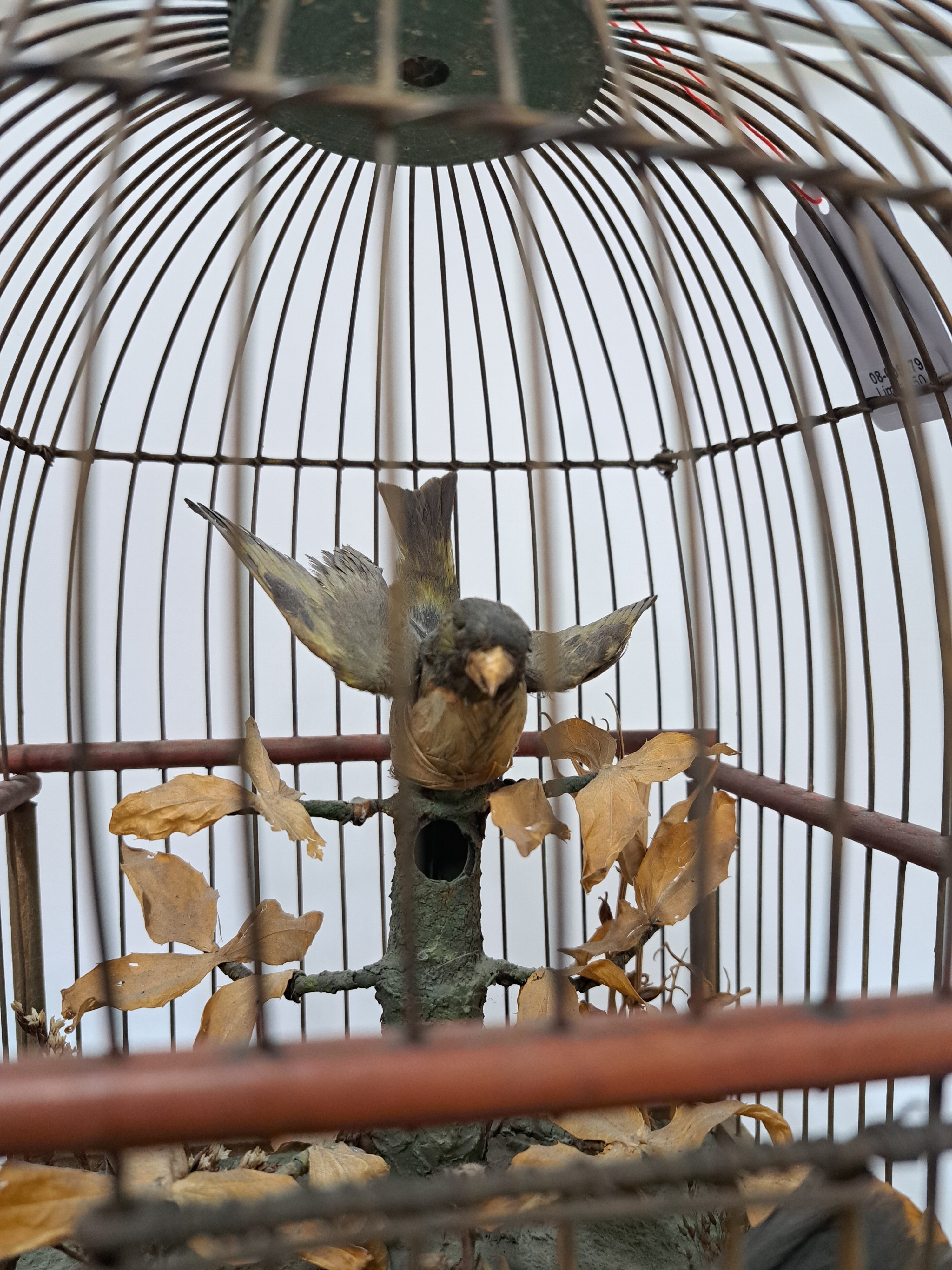 Detail d: Vogelkäfig mit Automat und Musikspielwerk/ Singvogelspieluhr, Frankreich um 1900, gedoppelter Holzboden, darin Musikspielwerk mit wechselnden zwei ...