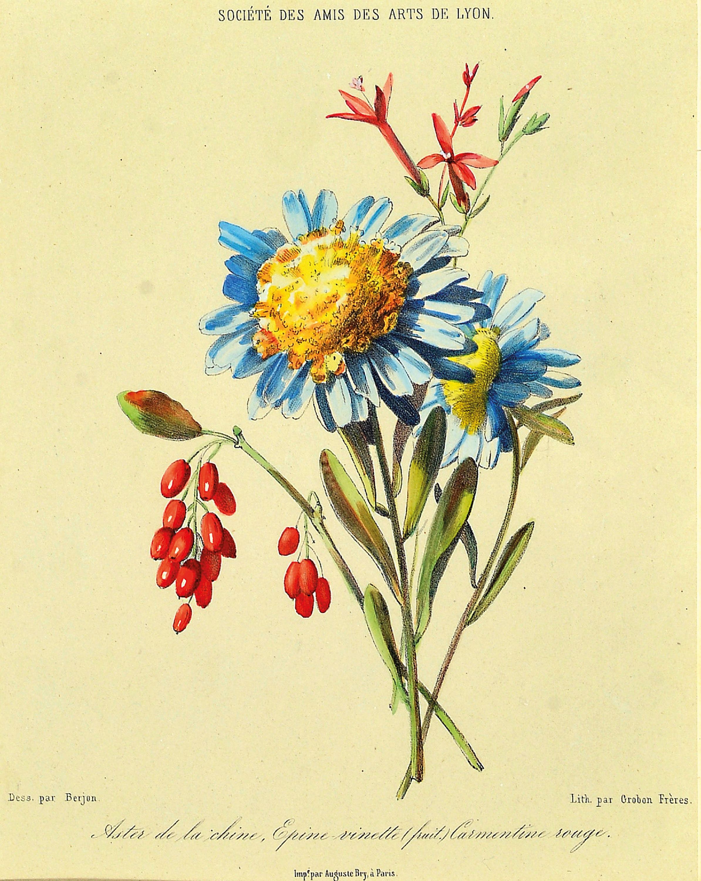 Detail b: 4 Stahlstiche und eine Litho, 19. Jh., Blumendarstellung, Societe des Amis des Art De Lyon, gesamt mit Rahmen 46 x 38 cm vier Stiche: Zoological ...