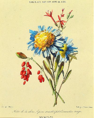 27127766b - 4 Stahlstiche und eine Litho, 19. Jh., Blumendarstellung, Societe des Amis des Art De ...