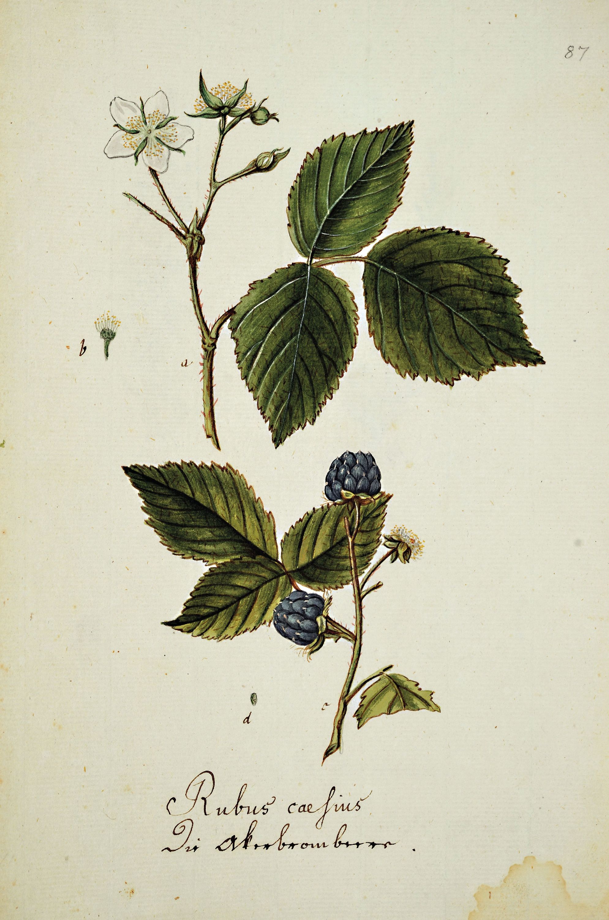 Image 27139520 - Kompendium aus 69 botanischen Zeichnungen überwiegend nach Reitter/Abel: Abbildung Der ...