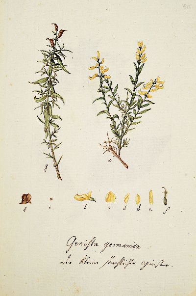 27139520a - Kompendium aus 69 botanischen Zeichnungen überwiegend nach Reitter/Abel: Abbildung Der ...