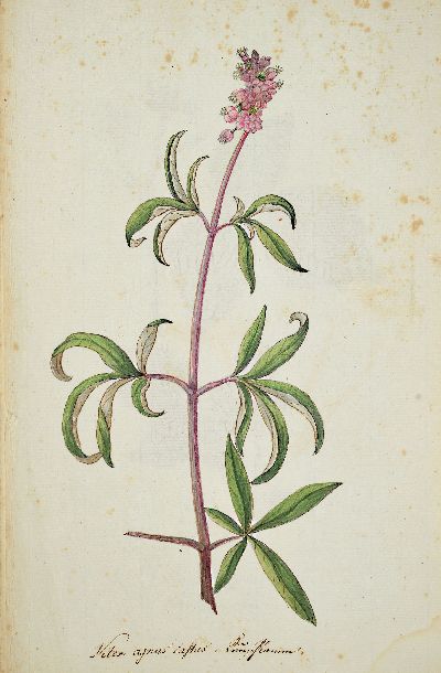 27139520b - Kompendium aus 69 botanischen Zeichnungen überwiegend nach Reitter/Abel: Abbildung Der ...