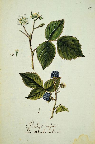 27139520k - Kompendium aus 69 botanischen Zeichnungen überwiegend nach Reitter/Abel: Abbildung Der ...