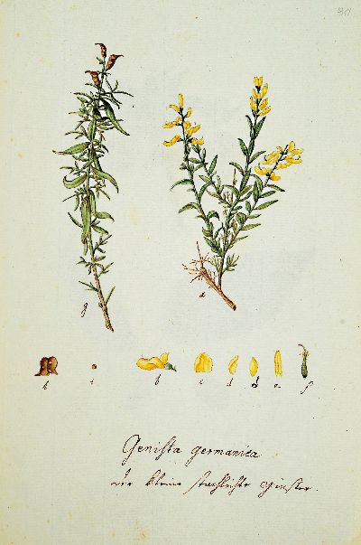 27139520l - Kompendium aus 69 botanischen Zeichnungen überwiegend nach Reitter/Abel: Abbildung Der ...