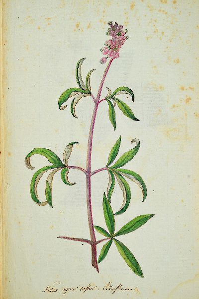 27139520m - Kompendium aus 69 botanischen Zeichnungen überwiegend nach Reitter/Abel: Abbildung Der ...